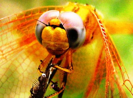 Close-up of a dragonfly head